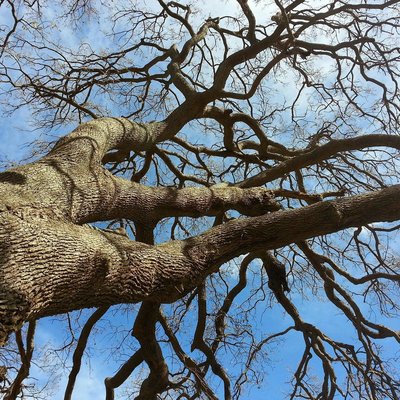 도시 속 숲 (보스코인치타)